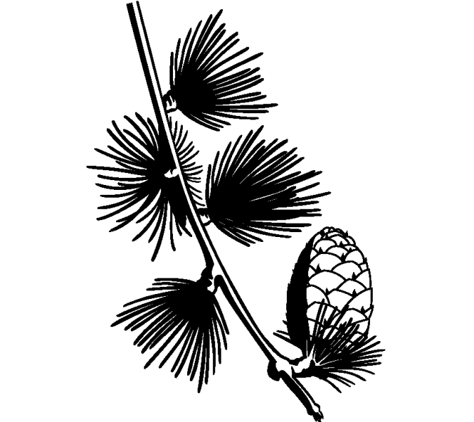 Schwarz-weiß Zeichnung eines Lärchenzweigs mit nadelartigen Büscheln und Zapfen