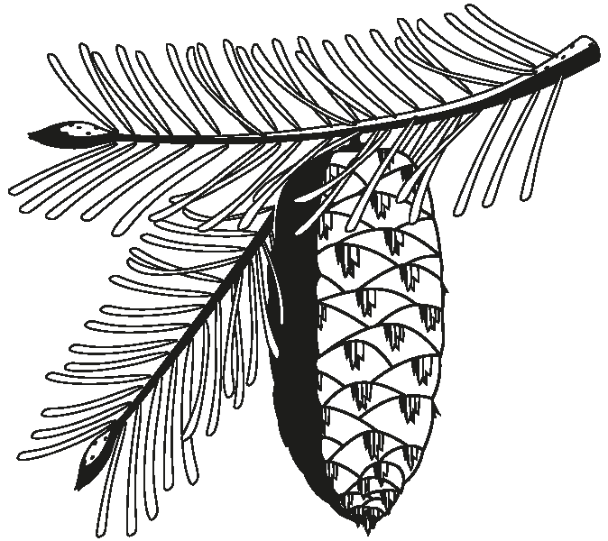 Schwarz-weiß Zeichnung eines Douglasienzweigs mit hängendem, länglichem Tannenzapfen und feinen Nadeln