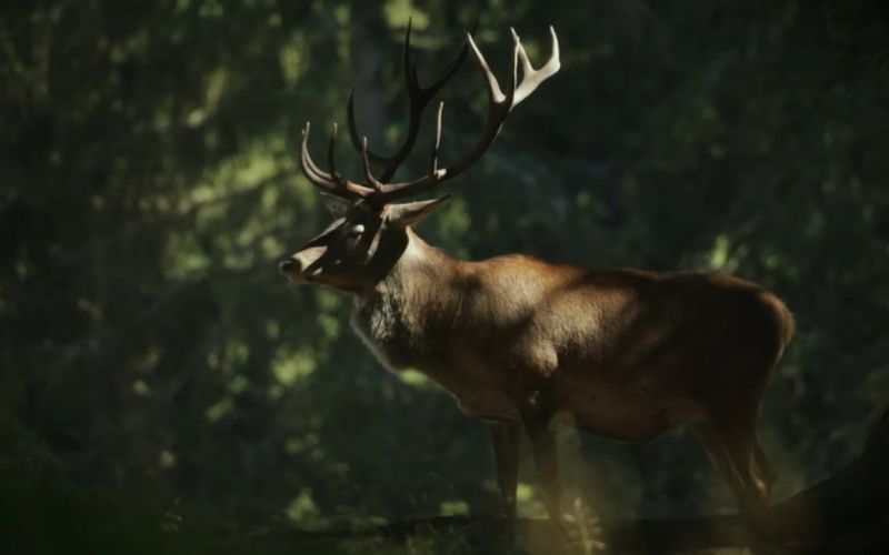 Video poster image