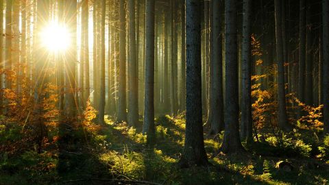 Sonnenstrahlen brechen durch einen dichten Wald mit hohen Bäumen und herbstlich gefärbtem Unterholz.